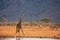 Giraffe photographed on a safari in Kenya. birds sit on the animal in the savannah of Africa