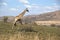 A giraffe at Pilanesberg National Park