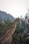 Giraffe in Pilanesberg National Park at dusk