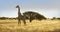 Giraffe on the plain