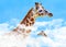 A giraffe pokes her head through the clouds to find blue sky.