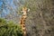 Giraffe Pokes its Head Through the Trees