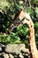 Giraffe Pondering Life