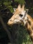 Giraffe Portrait