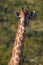 Giraffe portrait