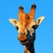 Giraffe portrait