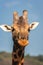Giraffe portrait.