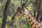 Giraffe portrait in Africa wildlife conservation or in zoo