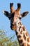 Giraffe portrait close-up. Safari in Serengeti, Tanzania, Africa