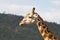 Giraffe portrait of head in the Masaai Mara Reserve, Kenya Africa