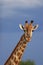 Giraffe portrait moremi game reserve, botswana, africa