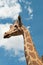 Giraffe portrait on sky background