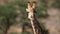 Giraffe portrait - South Africa