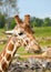 Giraffe Portrait With Tongue Out