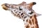 Giraffe portrait on white background