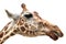 Giraffe portrait on white background