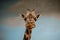Giraffe portrait in zoo