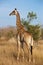 Giraffe Pose in Kruger National Park