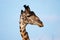 Giraffe Profile