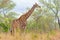 Giraffe profile in the bush, close up and portrait. Wildlife Safari in the Kruger National Park, the main travel destination in So