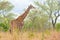 Giraffe profile in the bush, close up and portrait. Wildlife Safari in the Kruger National Park, the main travel destination in So