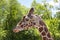 Giraffe profile closeup