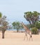 Giraffe prowling around in the savannah - national park selous game reserve in tanzania