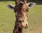 A Giraffe pulling a face