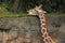 Giraffe reaches above wall to feed