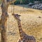 Giraffe reaching with his long neck and eating from a tree branch african savanna animal portrait