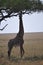 Giraffe Reaching to Eat Leaves