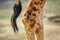 Giraffe rear legs and tail