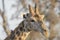 Giraffe with a Red-billed Oxpecker on his horn