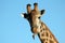 Giraffe with redbilled oxpecker