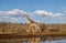 Giraffe reflected in water in South Africa