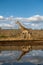 Giraffe reflected in water in South Africa