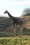 Giraffe Resting on the Grass