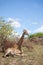 Giraffe resting on ground