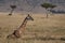 Giraffe resting its long legs, Masai Mara