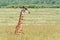 Giraffe resting in the long grass of the Masai Mara