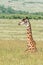 Giraffe resting in the long grass of the Masai Mara