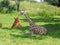 Giraffe resting in the Sabana