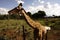 A giraffe at the rhino and lion park near johannesburg