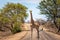 Giraffe in the road in Kruger National Park
