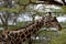 Giraffe in Ruaha National Park, Tanzania