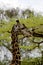 Giraffe in Ruaha National Park, Tanzania