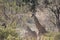 Giraffe at Ruaha national park ,Tanzania east Africa.