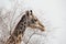Giraffe at Ruaha national park ,Tanzania east Africa.