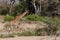 Giraffe Running Across the Sands Towards the Herd