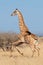 Giraffe running on African plains